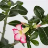 Wüstenrose - 2 Stk - Adenium obesum - Höhe 30-45cm - ⌀13cm Produktbild-Vorschau 3