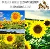 Farbenfrohe Sonnenblumen Samen mit hoher Keimrate - Produktbild-Vorschau 3