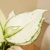 1x Aglaonema White Joy P12 H25 Produktbild-Vorschau 7