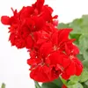 Geranien hängend - Pelargonium peltatum - 12cm Topf - Set Produktbild-Vorschau 3
