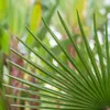Bloomique - Trachycarpus Fortunei - Chińska palma Podgląd zdjęcia produktu 5