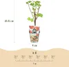 GreenboutiQ - Obstpflanzen - Regenbogen - Rote Produktbild-Vorschau 3