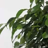 Figowiec fikus - Ficus benjamina 'Danielle' - Wysokość Podgląd zdjęcia produktu 3