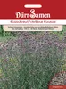 Eisenkraut Verbena Finesse | Eisenkrautsamen von Dürr Samen Produktbild-Vorschau 3