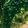 Kokornak wielkolistny 2L Podgląd zdjęcia produktu 6