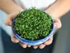 Kresse Ganzjahres-Gemüse-Sprossensamen 10G Produktbild-Vorschau 2