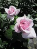 Rosa Pacific Blue ® - Edelrose Pacific Blue - Tantau Rose Produktbild-Vorschau 2