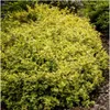 Plants by Frank | 6 Gelbe Spindelstrauch Pflanzen | Produktbild-Vorschau 2
