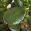 Crassula Ovata, Geldbaum, Sukkulente, 15-20 cm, Topf 12 cm Produktbild-Vorschau 5
