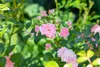 Bodendeckerrose The Fairy C 15- 20 Produktbild-Vorschau 5