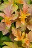 Physocarpus opulifolius 'Amber Jubilee', Blasenspiere, Produktbild-Vorschau 12