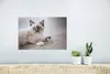 MuchoWow® Poster Ein Ragdoll-Kätzchen liegt auf dem Boden Produktbild-Vorschau 4