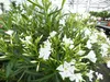 Oleander  110 - 130 cm Busch Nerium Krone Ø90 cm Produktbild-Vorschau 7