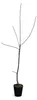 Diospyros kaki Vaniglia 160–200 cm – vanilkový kaki strom, Náhľad obrázku produktu 4