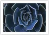 Poster - Poster ohne Rahmen - Blau Kaktus Blume - 70x50 cm Produktbild-Vorschau 1