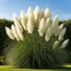 Stauden Gänge 5 x Cortaderia selloana 'White' im 1 Liter Produktbild-Vorschau 1