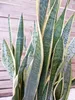 [Palmenlager] XL Sansevieria "laurentii" 100 cm - 24 cm Ø Produktbild-Vorschau 3
