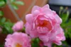 20x The Fairy wunderschön robust reich rosa blühend Produktbild-Vorschau 4