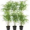 Plants by Frank | 6 Plantes de bambou rustique | Fargesia Voir les images du produit 1
