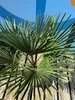 Sunny Tree - Palme - Trachycarpus Fortunei - Hanfpalme - Produktbild-Vorschau 4