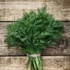 Dill Dillsamen Früh Zum Beizen 5G Produktbild-Vorschau 16