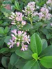Escallonia laevis Pink Elle - Andenstrauch Pink Elle - Produktbild-Vorschau 2