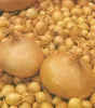 Wintersteckzwiebel Stuttgarter Riesen (250 g) | Produktbild-Vorschau 3