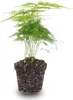 Asparagus Pflanze - Topfgröße 6 cm - 15-20 cm hoch Produktbild-Vorschau 3