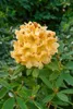 Rhododendron Hybr. 'Bernstein', gelb-orange, 30–40 cm Produktbild-Vorschau 3
