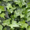 6 x Gemeiner Efeu - Hedera helix  | Topf 9cm x 9cm Produktbild-Vorschau 1