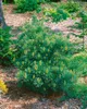 Pinus strobus 'Minima', Weymouth-Kiefer, kompakt, 25–30 cm Produktbild-Vorschau 14