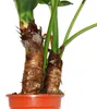 Alocasia cucullata 21cm Solitärpflanze - Elefantenohr, Höhe Produktbild-Vorschau 2