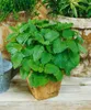 Melissa officinalis, Zitronenmelisse, aromatisch, ca. 11x11 Produktbild-Vorschau 15