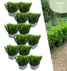Plants by Frank | 72 Grüne Spindelstrauch Pflanzen | Produktbild-Vorschau 1