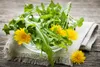SAFLAX - BIO - Löwenzahn - Taraxacum officinale - 400 Samen Produktbild-Vorschau 7