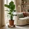 Green boutiQ - Zimmerpflanze - Paradiesvogelblume - Produktbild-Vorschau 4