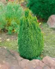 Chamaecyparis lawsoniana 'Ellwood's Gold', gelbgrün, 20–30 Produktbild-Vorschau 4