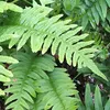 6 x Tüpfelfarn - Polypodium vulgare  | Topf 9cm x 9cm Produktbild-Vorschau 2