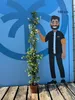 A potted plant is shown next to a graphic of a person, with height markings on a blue background. Podgląd zdjęcia produktu