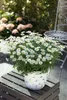 Leucanthemum vulgare, Margerite, weiß, ca. 9x9 cm Topf Produktbild-Vorschau 5