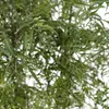 Polyscias fruticosa - aralia - Ø21cm - Ø75cm - tropikalna Podgląd zdjęcia produktu 3