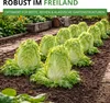 Zichoriensalat Zuckerhut Samen - Cichorium intybus - Produktbild-Vorschau 6