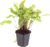 Asplenium scolopendrium kapradina jelení 24 rostlin Ø 9 cm Náhled obrázku produktu 2