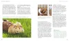 Meerschweinchen Produktbild-Vorschau 7