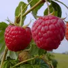 Close-up of two ripe raspberries on a branch with green leaves and a blurred background of a field. Produktbild-Vorschau