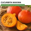 Hokkaido Kürbis Uchiki Kuri Samen - Cucurbita maxima - Produktbild-Vorschau 2