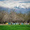 Bienenkästen in Landschaft mit Bergen in Griechenland für Honigproduktion Produktbild-Vorschau