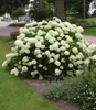 BALDUR Garten 10x Schneeball-Hortensie Annabelle; Pflanzen Produktbild-Vorschau 5