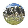 MuchoWow® Mauspad Mousepad Kühe - Gras - Wiese - Tiere Produktbild-Vorschau 1
