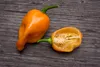 SAFLAX - Geschenk Set - BIO - Chili - Habanero Orange - 20 Produktbild-Vorschau 9